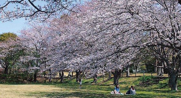 藤沢市の桜の名所