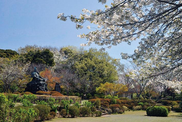 源氏山公園の桜（※）