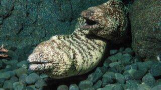 ウツボ おいしい相模湾】vol.53 ウツボ | 湘南える新聞社