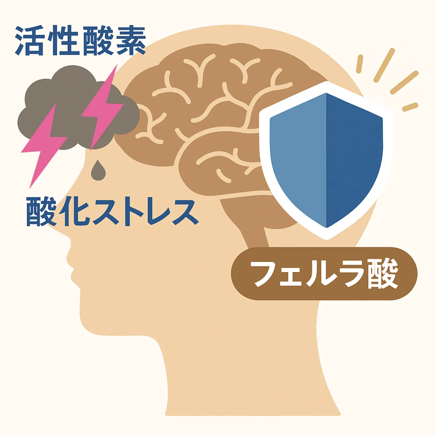 フェルラ酸が酸化ストレスから脳を守る